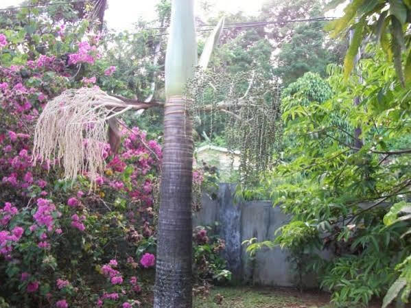Marl Self Catering Villa Pointe La Rue Bagian luar foto